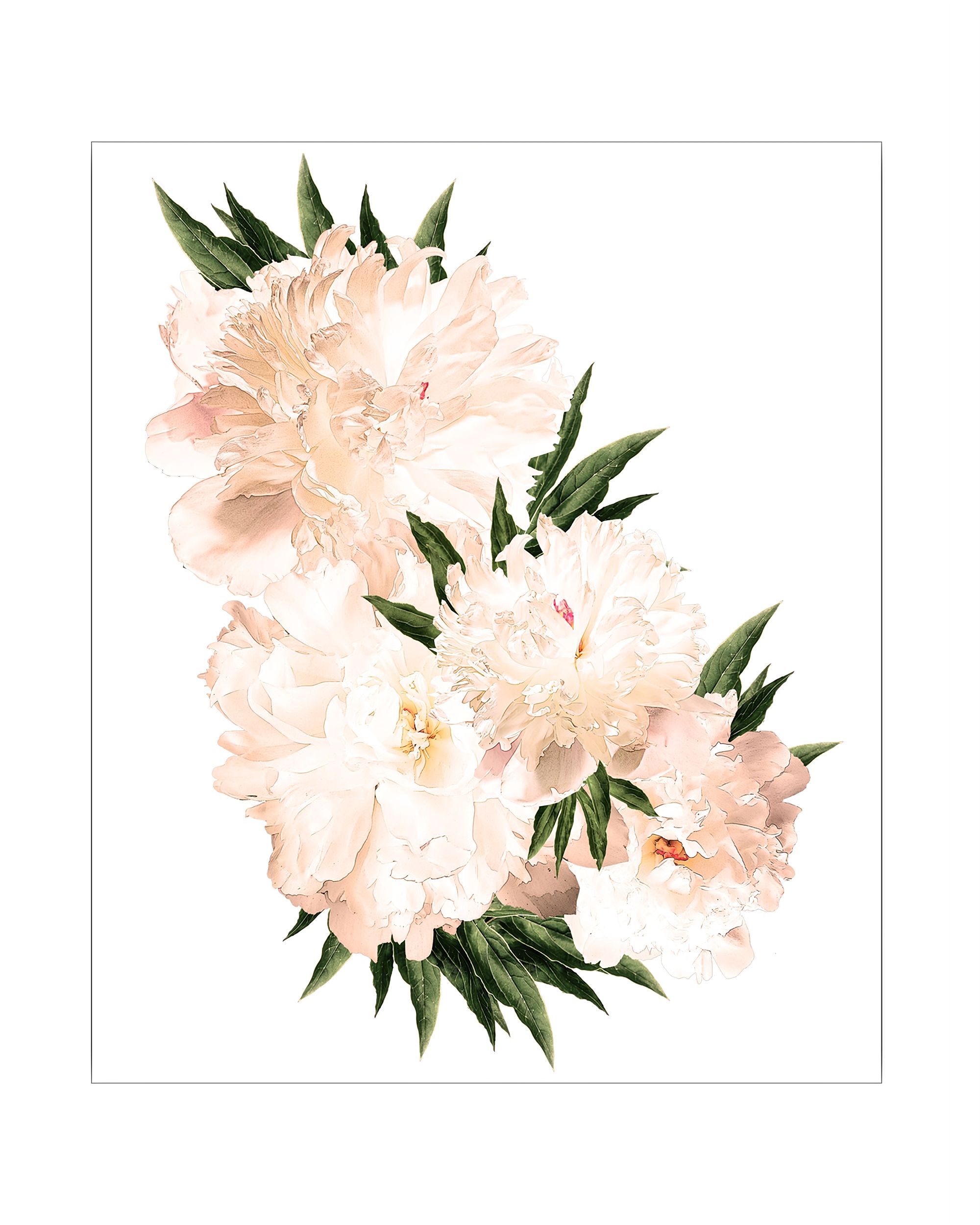 Peony flowers lipdukas
